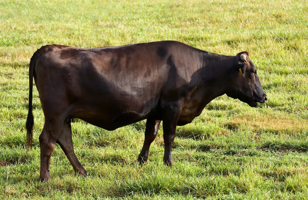 วิธีการเลือกซื้อเนื้อวัว