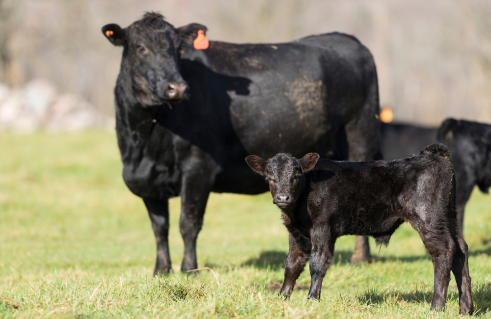 เนื้อออส-คือ